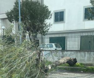 Corigliano-Rossano, raffiche di Libeccio e danni in città: attivata la Protezione Civile