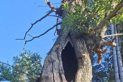Castagni monumentali di Cozzo del Pesco: il WWF incalza Calabria Verde sulla salute dei “patriarchi vegetali”