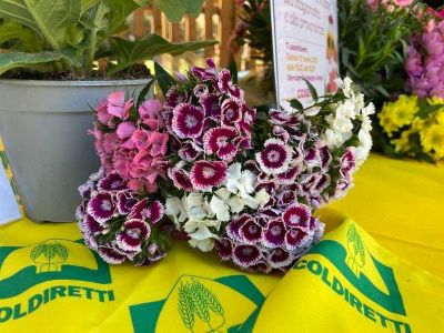 Fiori eduli: l’IVA scende dal 22% al 4%. Coldiretti Calabria: «Un’opportunità storica per lo sviluppo delle imprese»